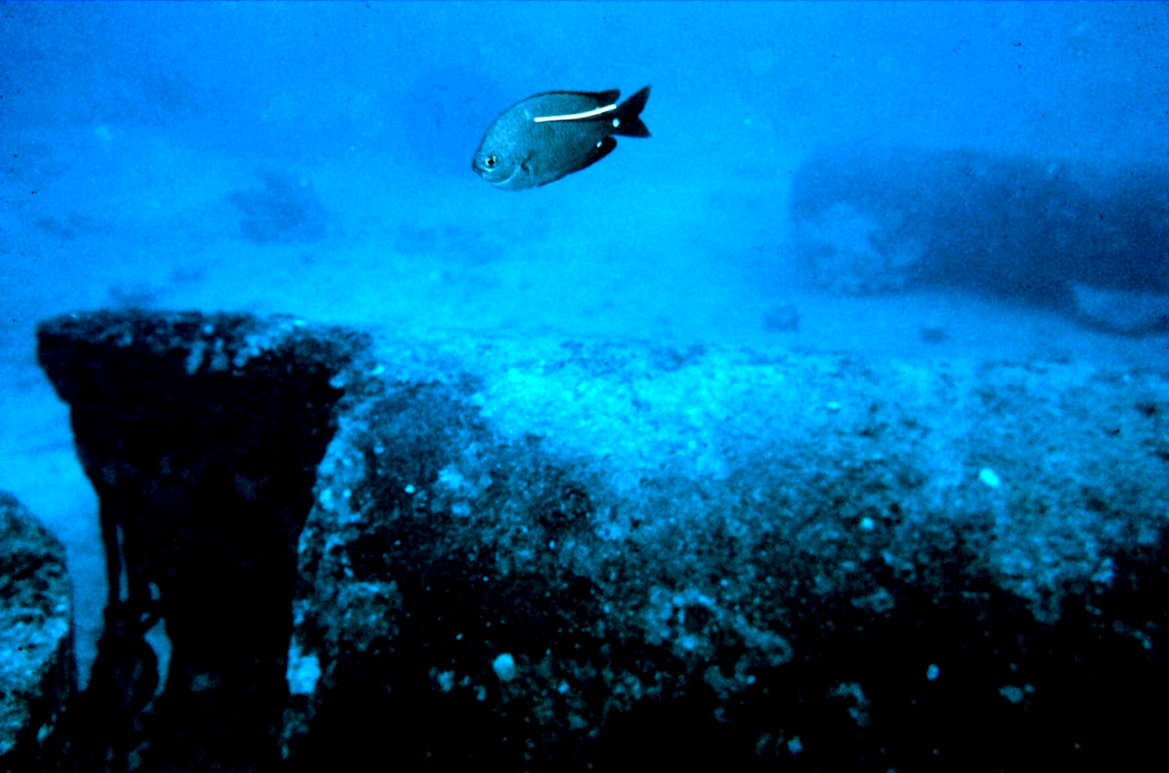 Dascyllus albisella - a type of damselfish with a spaghetti tag for tracingmovement on artificial reef