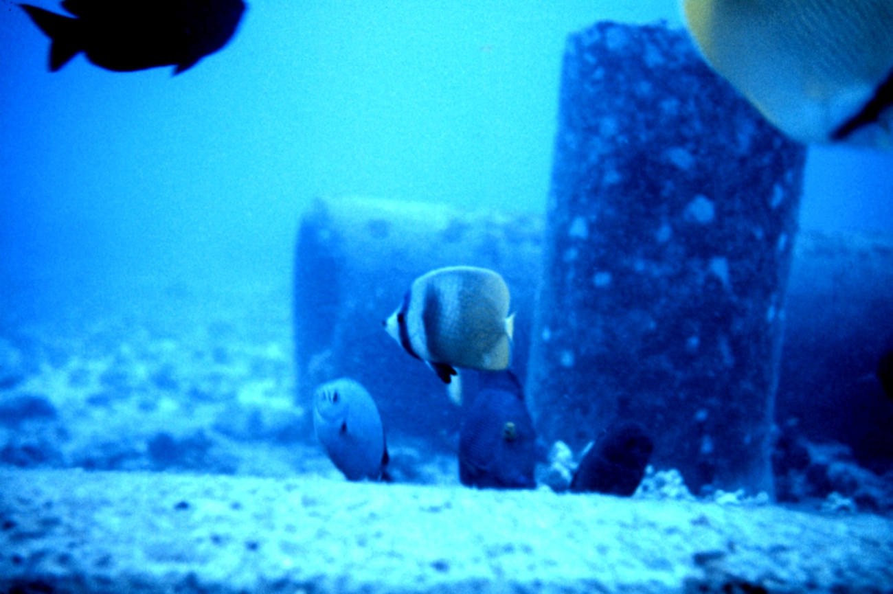 Butterfly fish (top) - Chaetodon corallicola; bottom left Dascyllus albiselladamselfish
