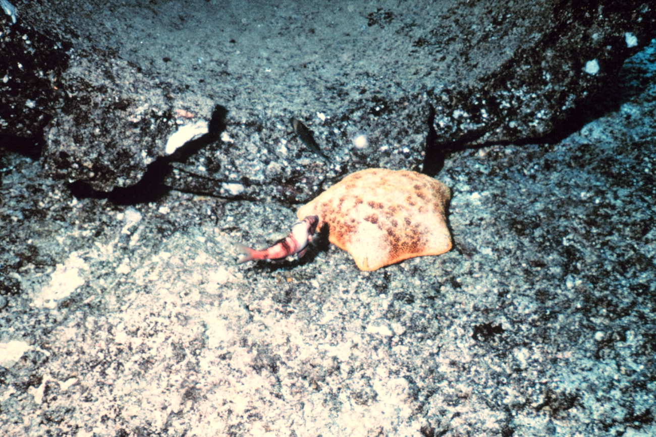 Cushion starfish, Culcita novaeguineae,  and the goatfish Parapeneus multifasciatus (Moano) on a night dive on the reef