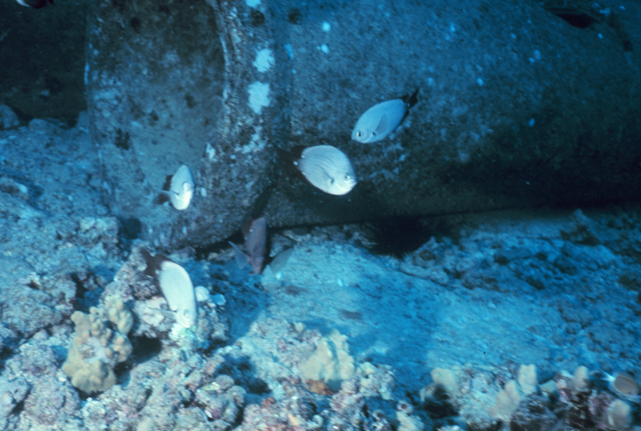 Small school of Dascyllus albisella observed on a night dive on the artificialreef