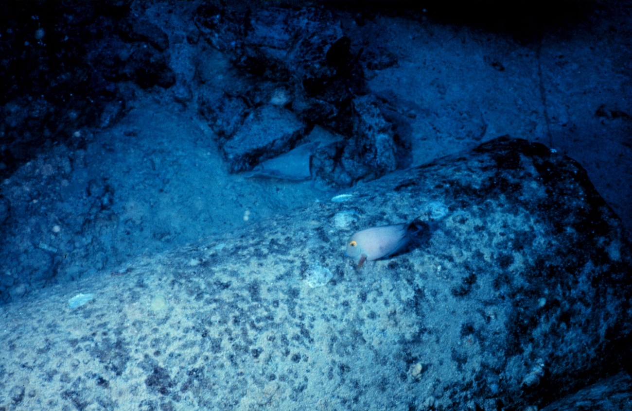 The surgeon fish, Ctenochaetus striogosus, grazing on algae on pipe surface