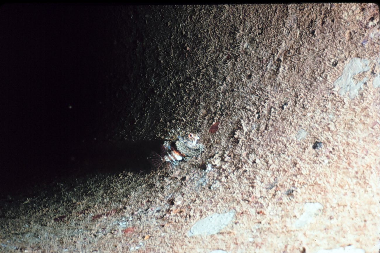 Scorpion fish, Dendrochirus brachypterus, on inside of concrete pipe