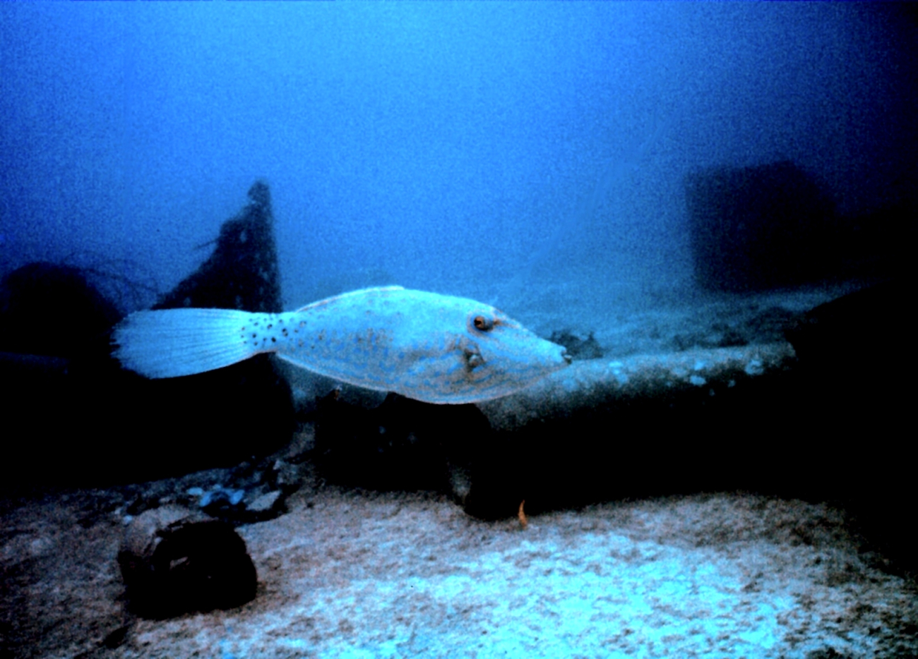 The filefish, Alutera scripta