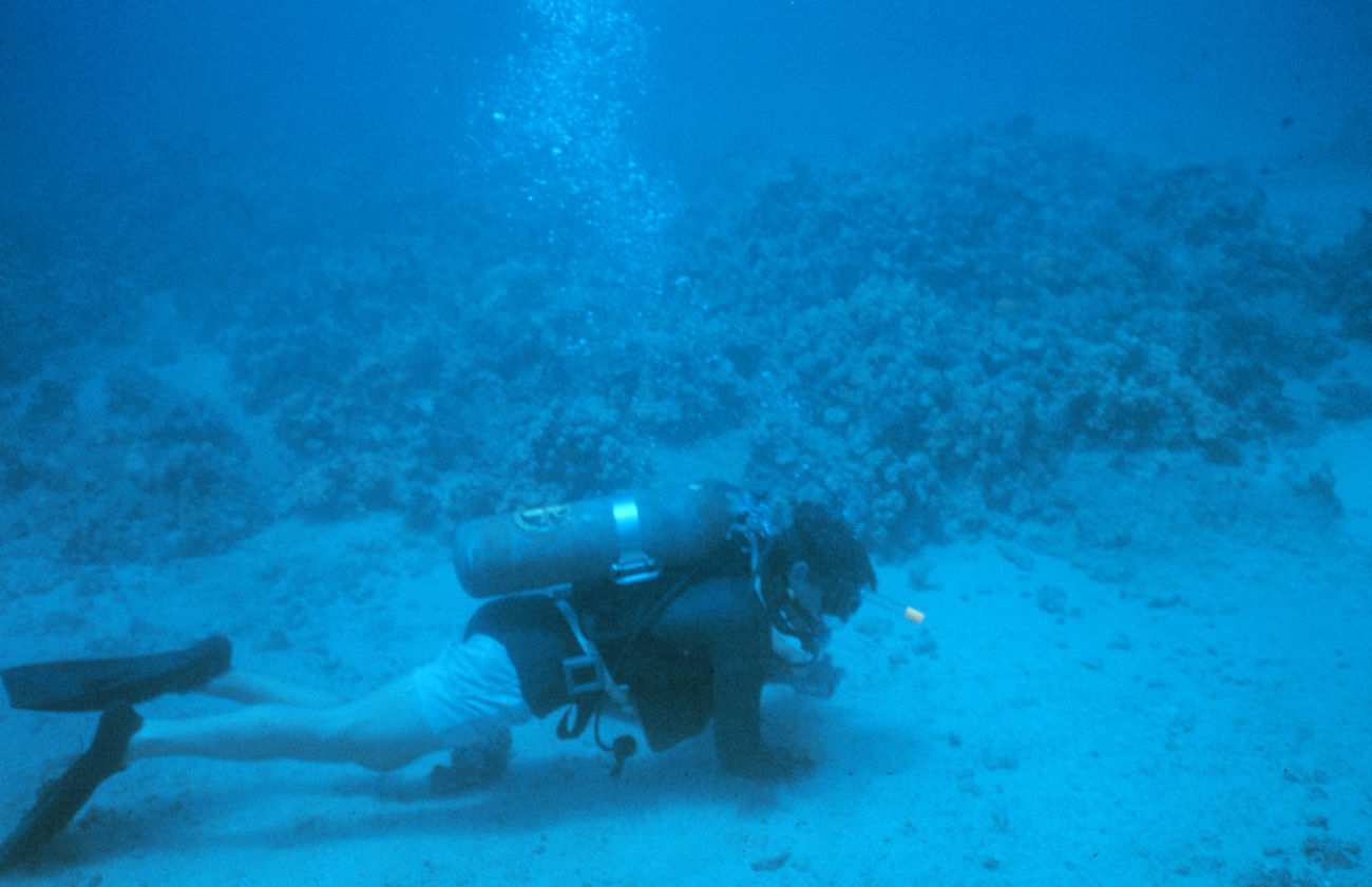Benthic samples were taken to identify the speciesassociated with the artificial reef site