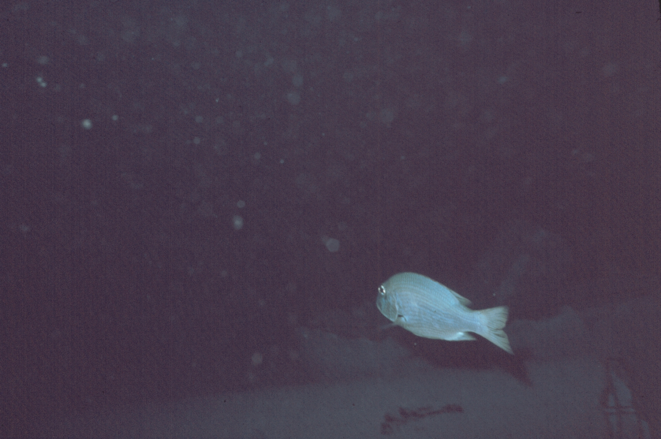 Monotaxis grandoculis observed during a night dive on the artificial reef