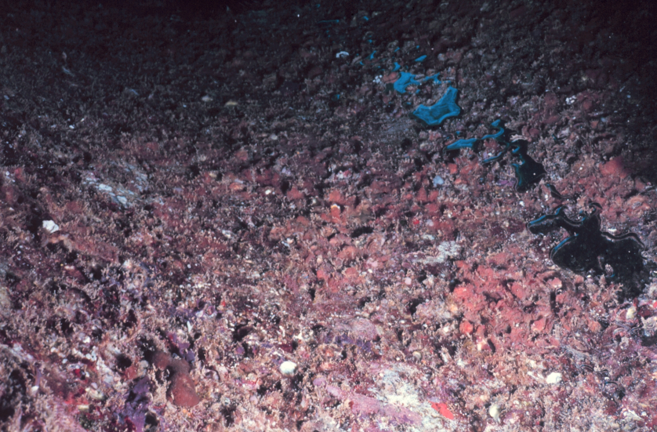 A typical invertebrate grouping found on the interior roof of the pipes consisting primarily of bryozoa, tunicates and sponges over the top of oyster shells