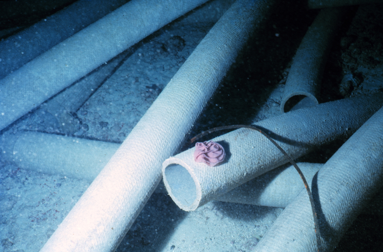Night time photo of nudibranch egg mass placed on the pipe surfaces within days of placement