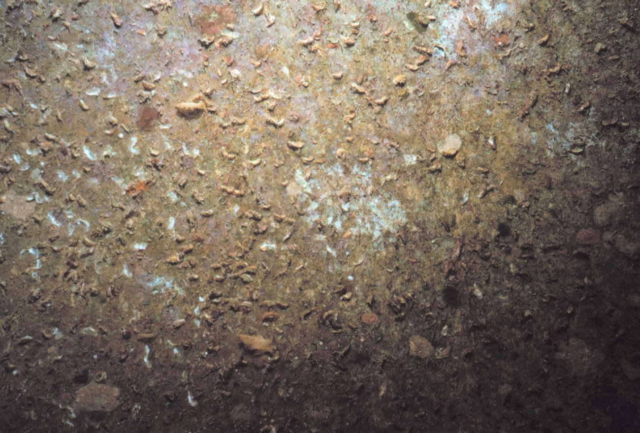 Newly colonized interior roof pipe surface with oysters and small white colonies of colonial tunicates (Didemnid sp