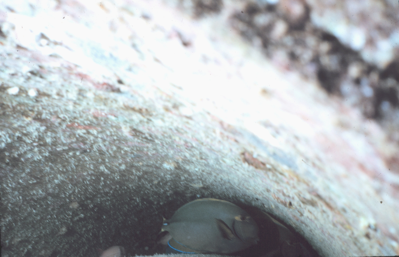 Surgeon fish, Acanthurus sp, in inside of pipe on artificial reef