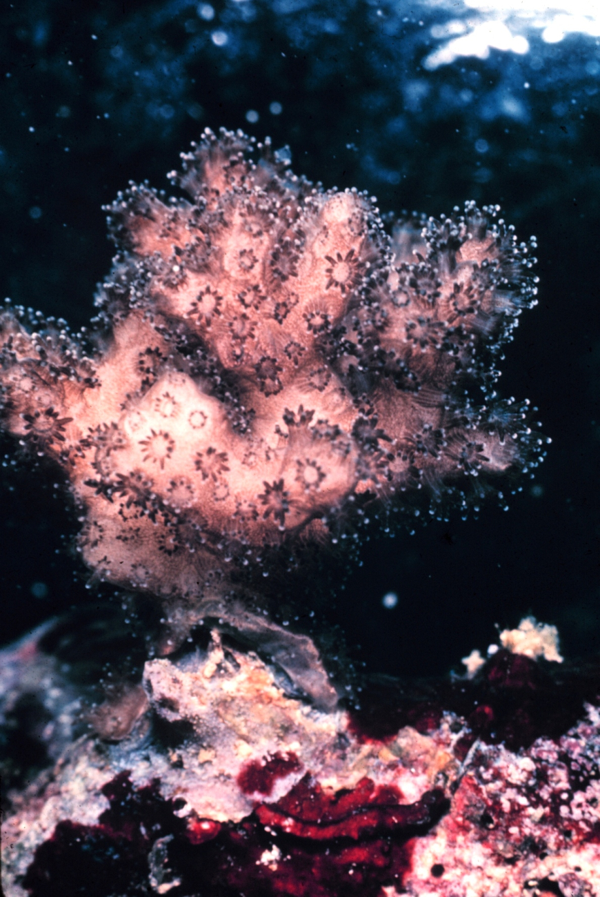 Individual polyps are extended in this colonial Pocillopora damicornis, coral