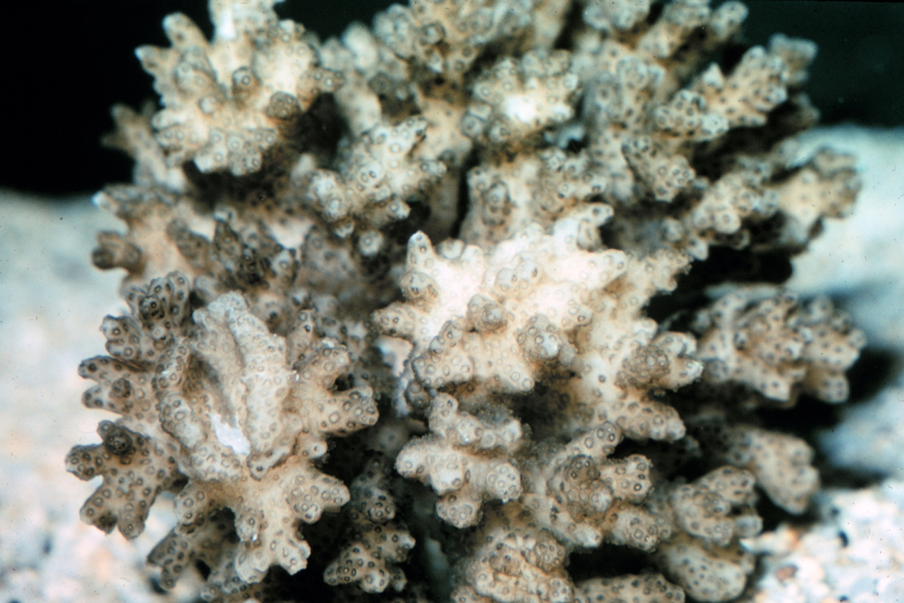 Pocillopora damicornis, coral, showing gauls caused by thecoral crab Trapezia wardi