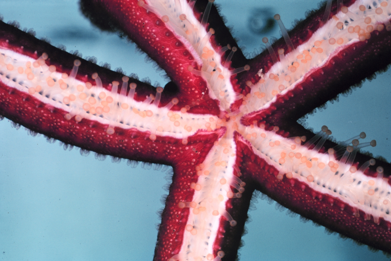 Underside of starfish showing tube feet