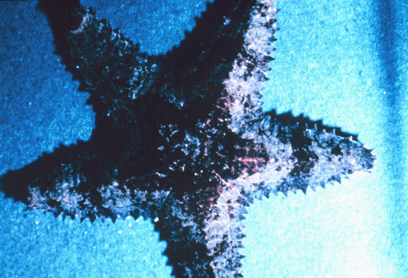 Large Hawaiian starfish