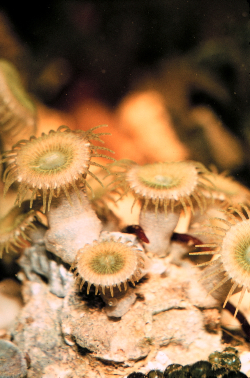 Zoanthid softcoral of the genus Palythoa sp