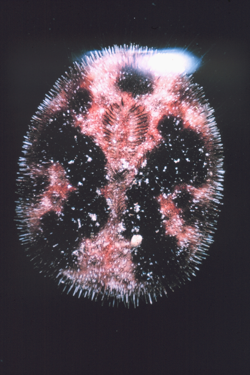 Short spined urchin, probably Brissus latercarinatus