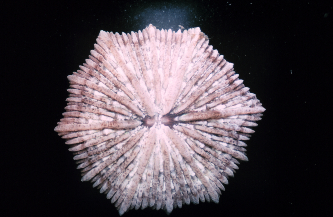 Closeup of coral polyp skeletal composition