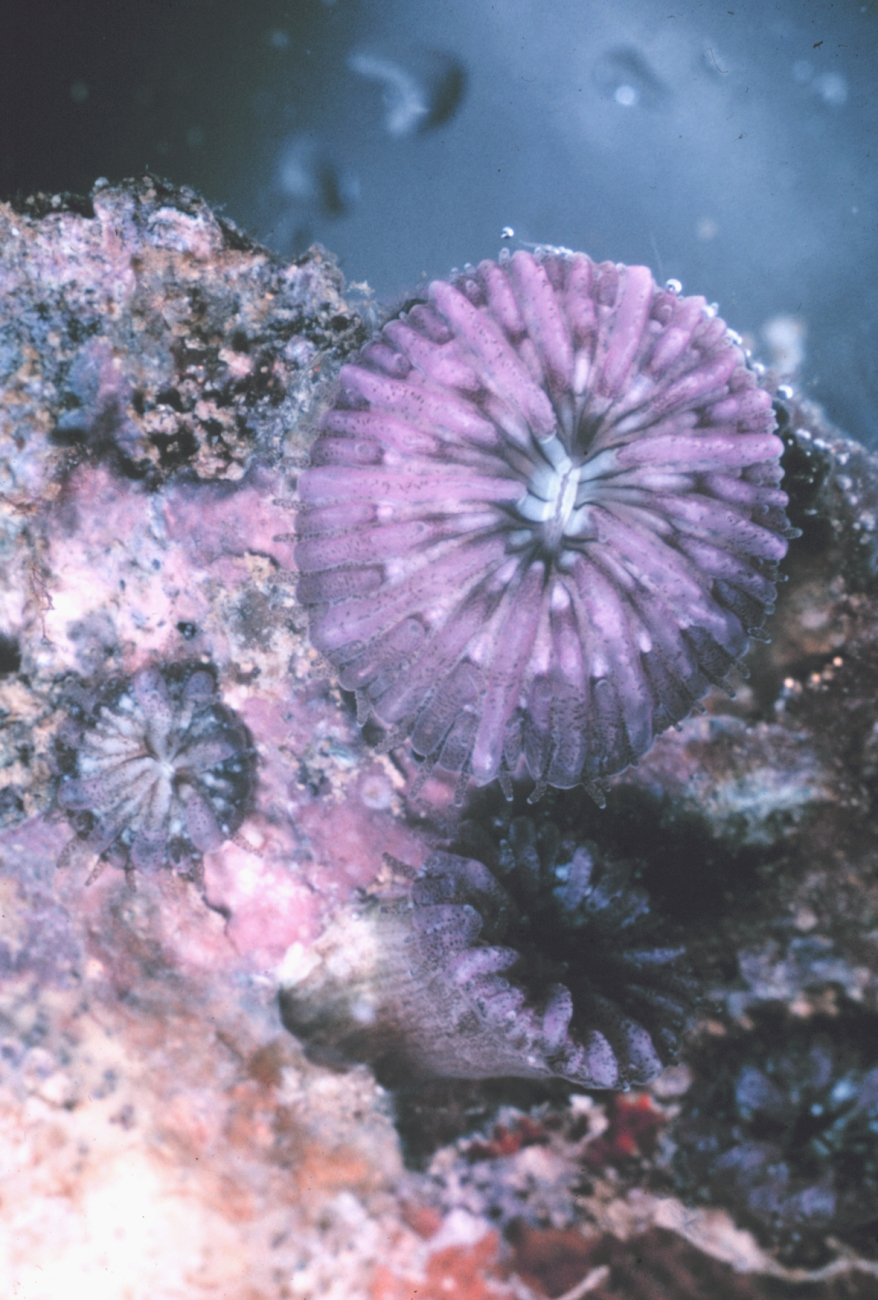 Small polyp of Fungia scutaria