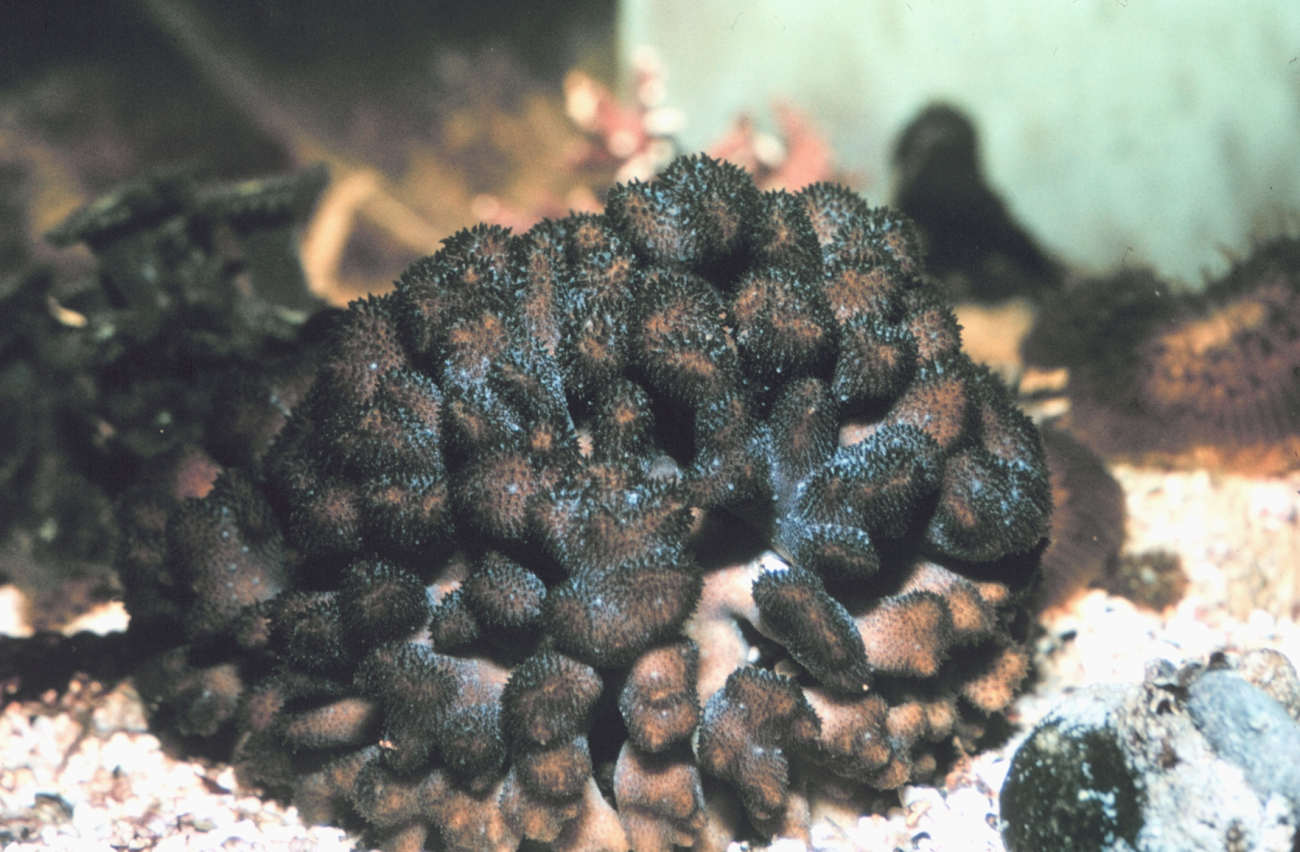 The coral Pocillopora verrucosa, living colony with polyps