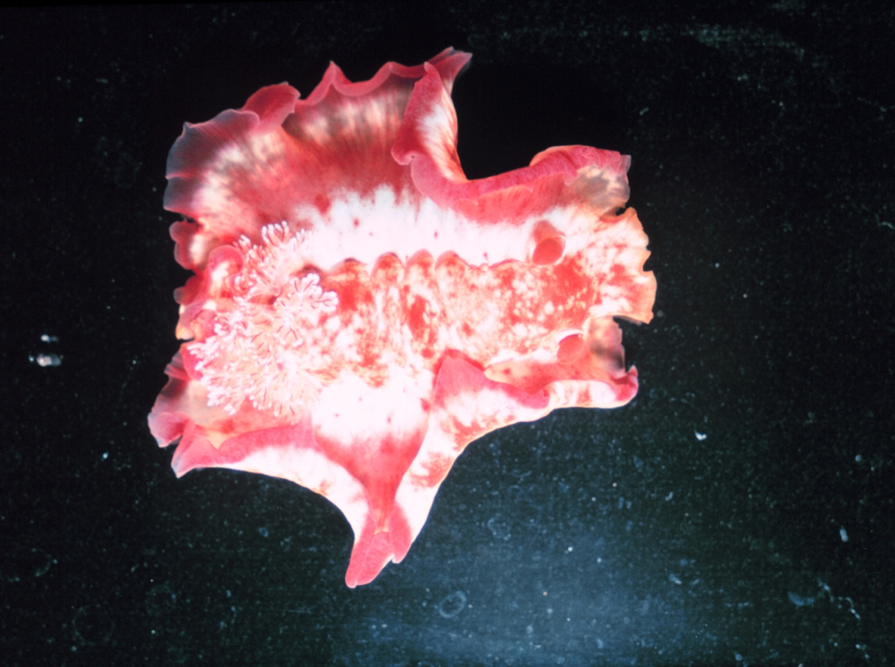 Full view of Hexabranchus sanguineus, a swimming nudibranch in full swim