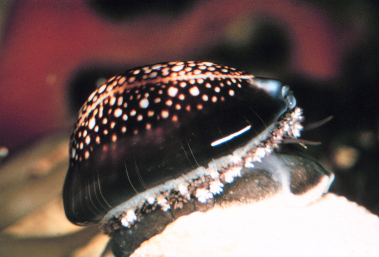The cowrie, Cypraea caputserpensis, very common in intertidal rocky areas