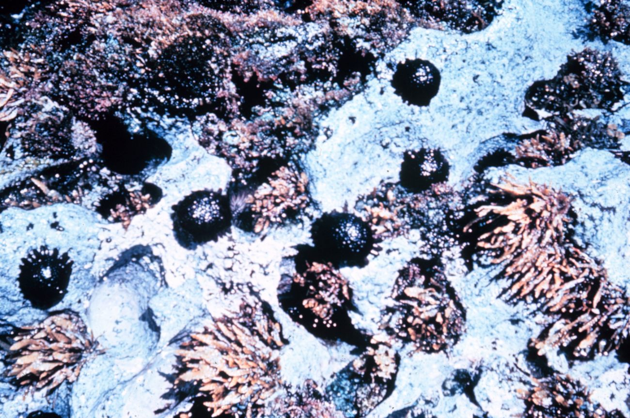 The urchin, colobocentrotus atratus, in its normal intertidal habitat