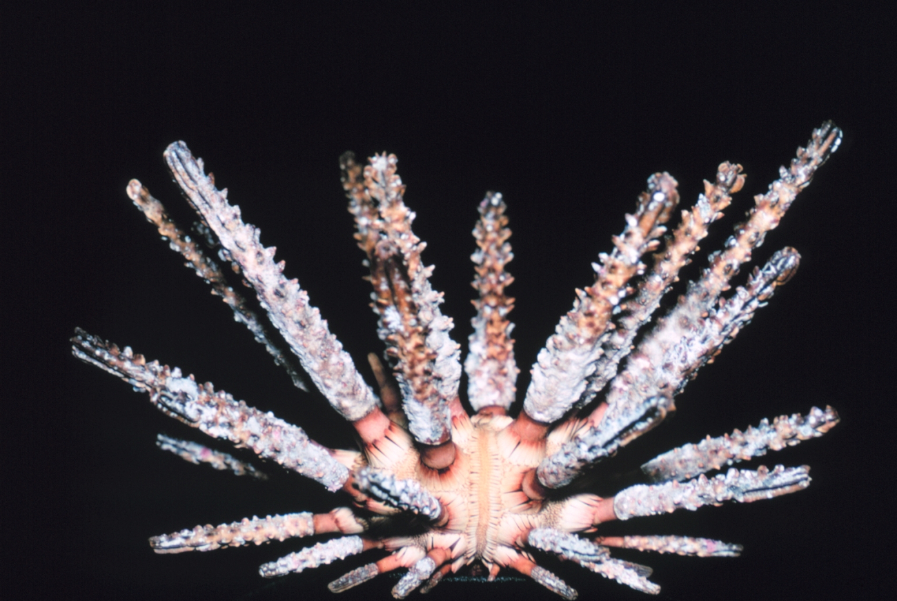 The urchin, Prionocidaris hawaiiensis, endemic to the Hawaiian islands