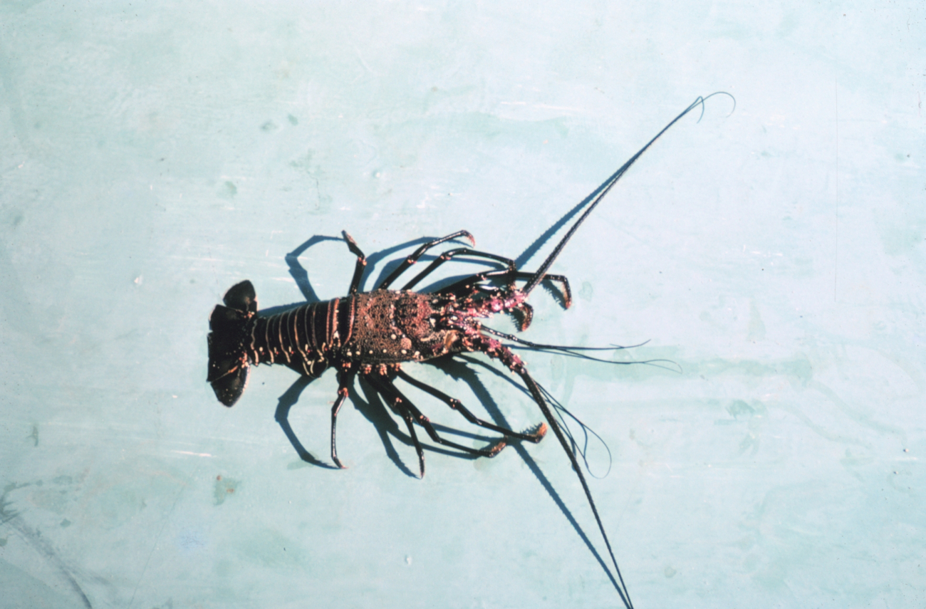 Spiny lobster, Panulirus marginatus, endemic to the Hawaiian islands