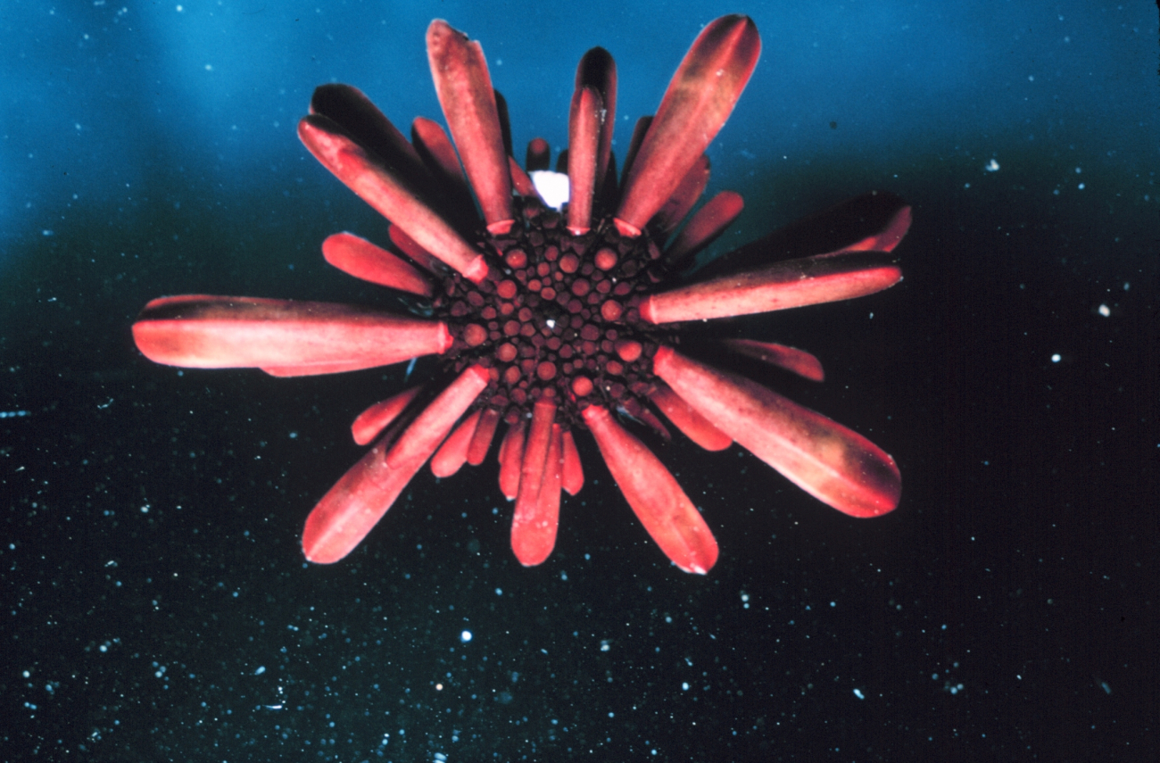 Dorsal view of the urchin, Heterocentrotus mammilatus