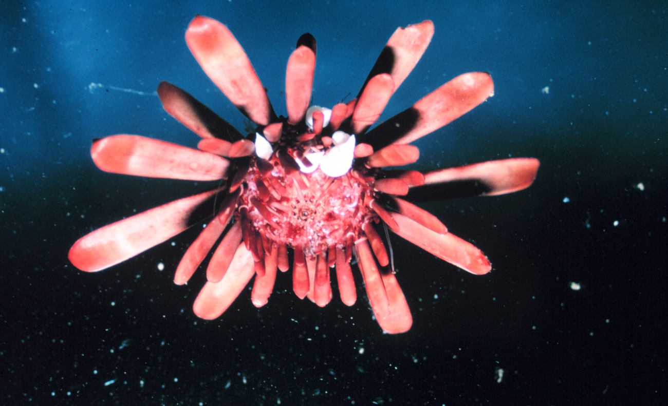 Ventral view of the urchin, Heterocentrotus mammilatus
