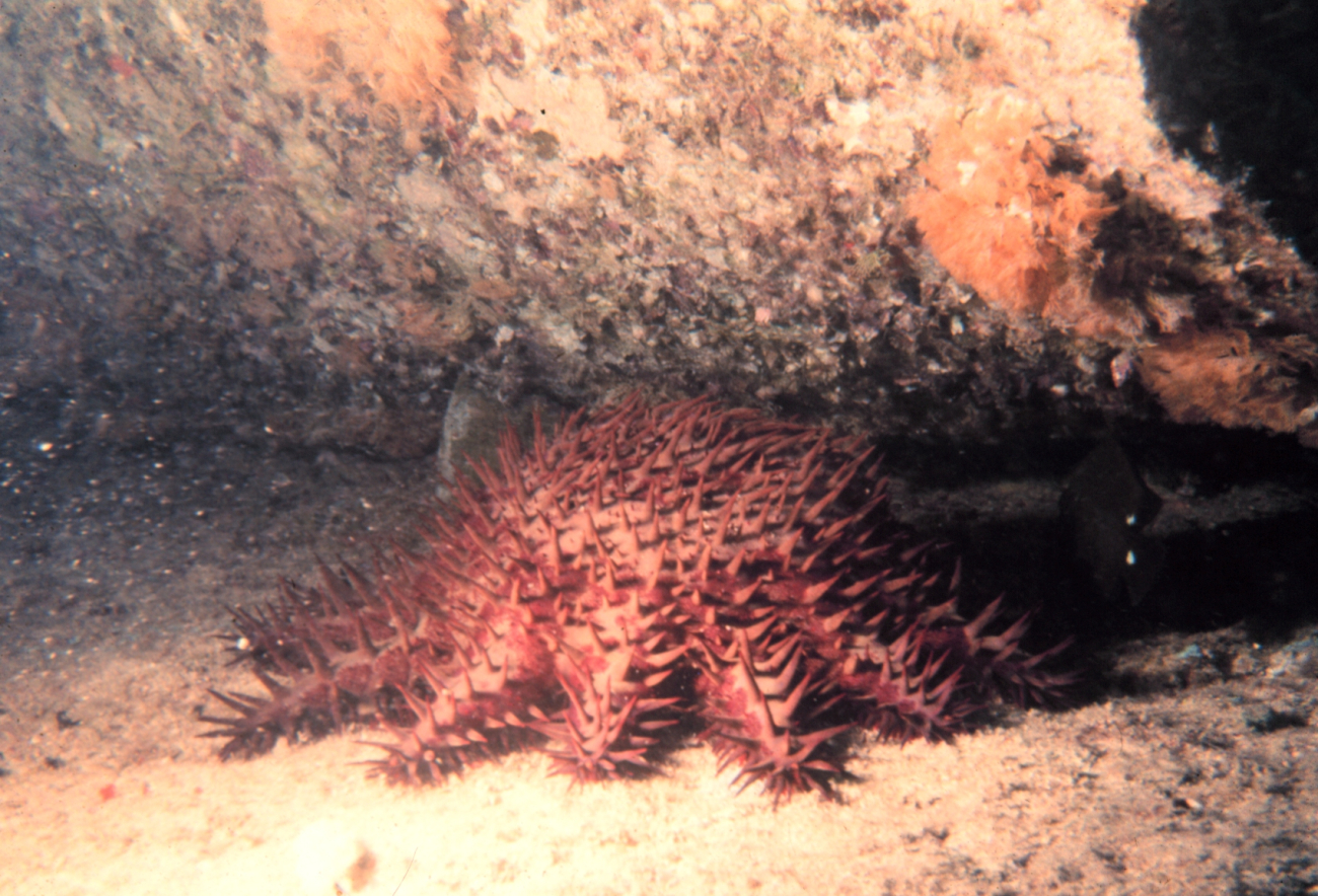 A small acanthaster - this type of starfish eats coral polyps