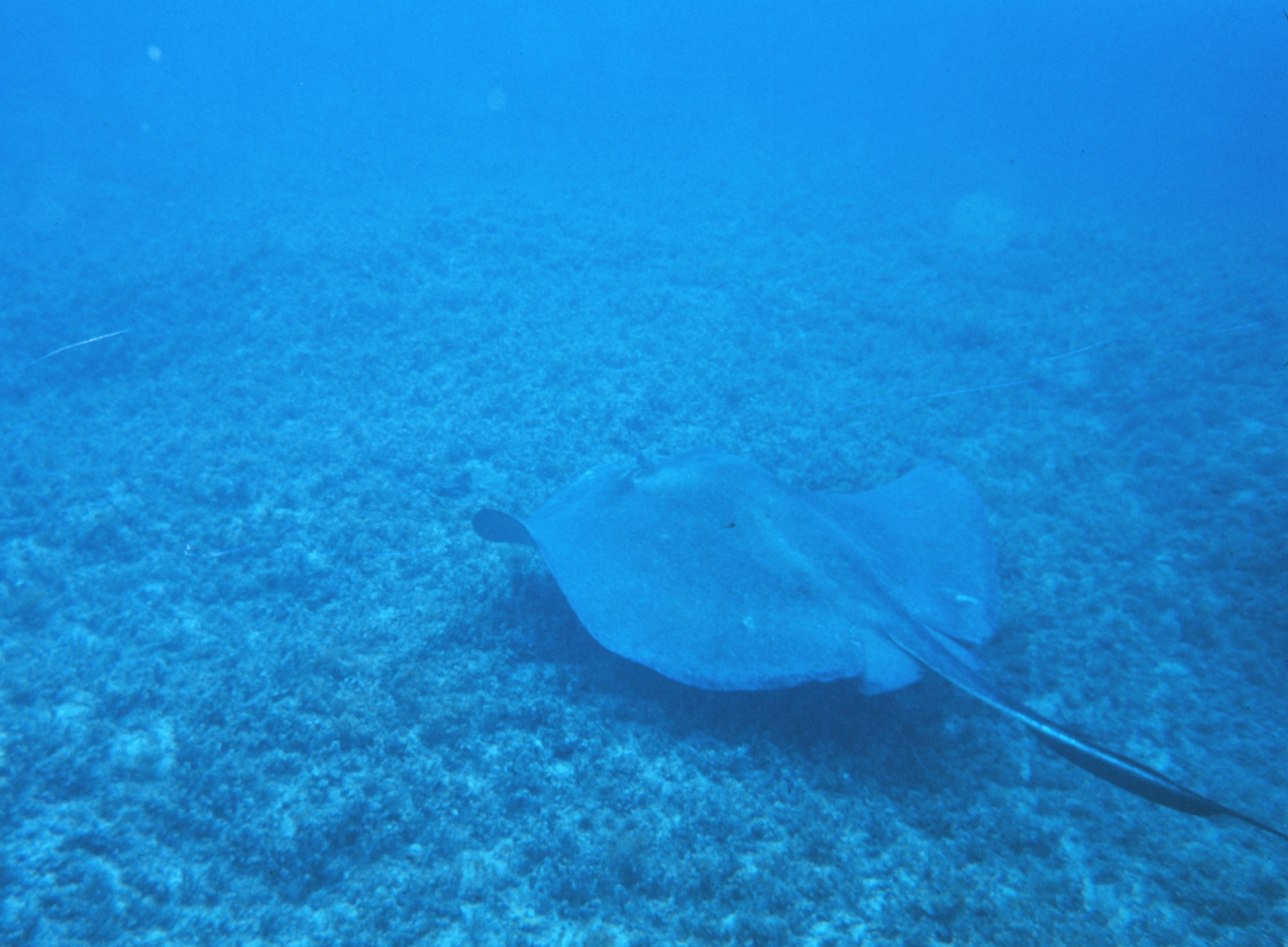 Large southern stingray off of Fort Lauderdale, Florida