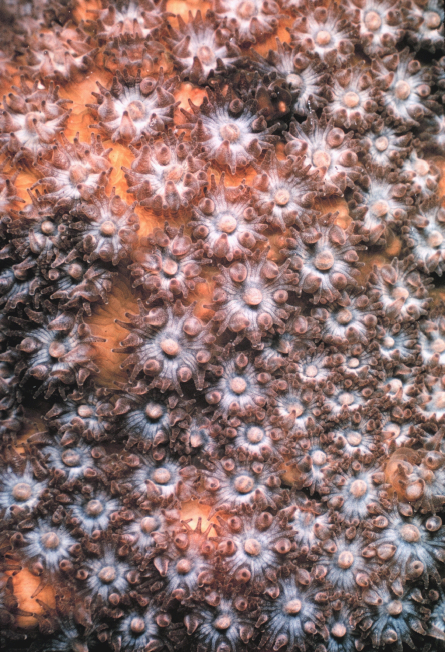Picture of live coral polyps in colonial coral