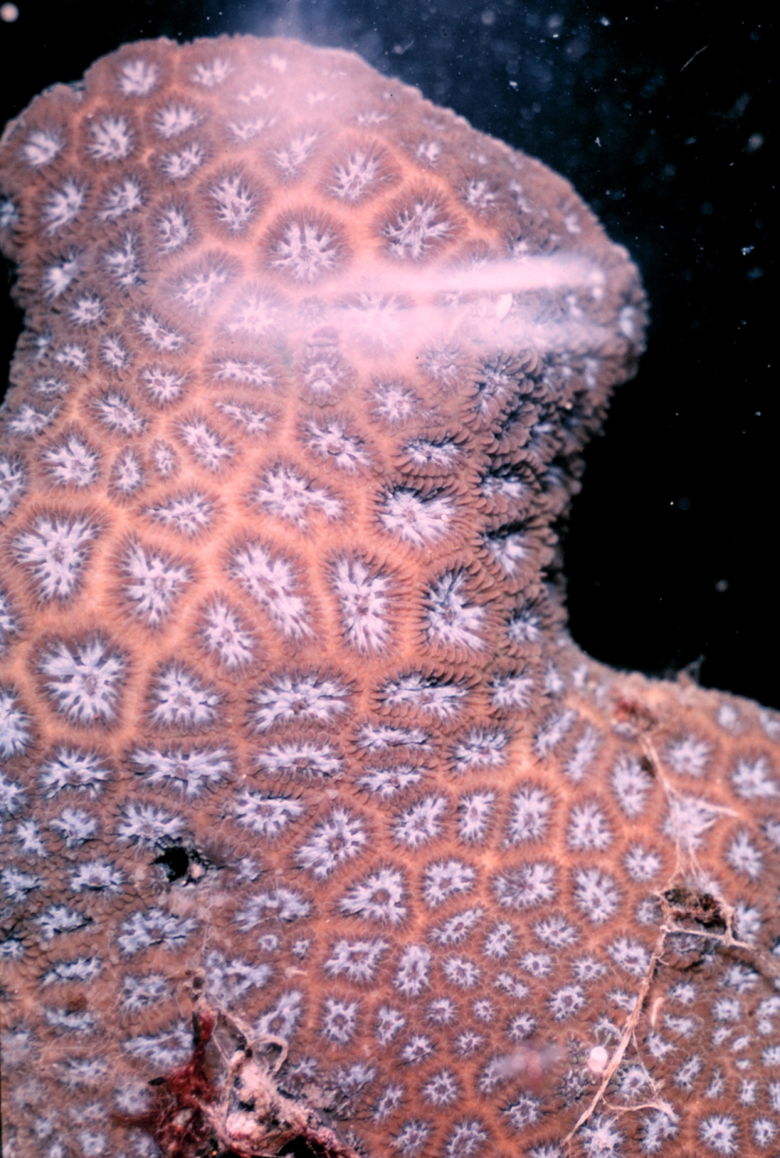 Live colony of coral with large polyps