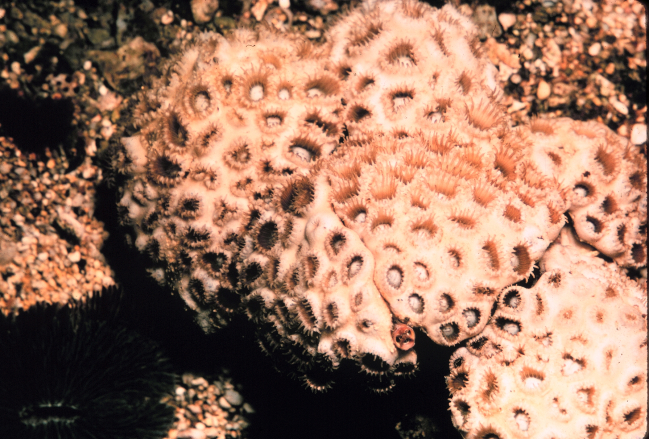 Live coral colony