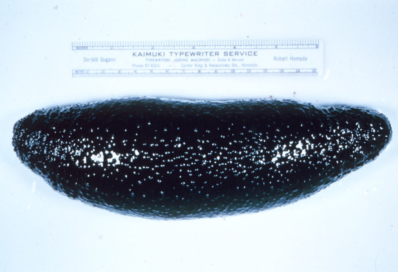 Holothurian( Sea cucumber) , Holothuria atra, whole organism