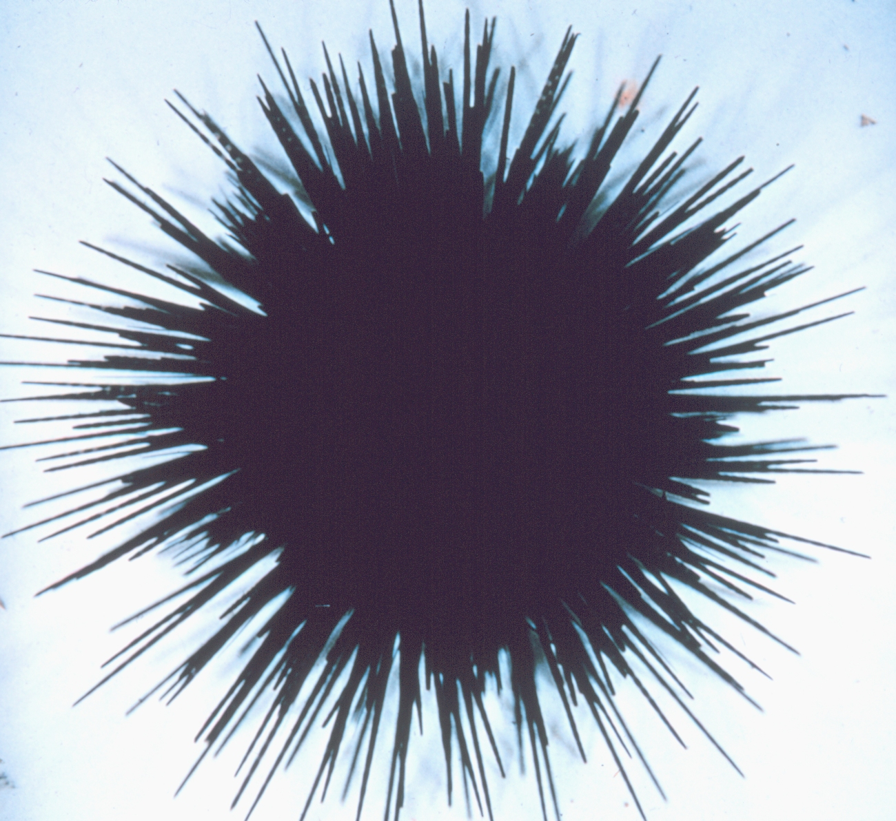 Sea urchin, Echinothrix diadema, live, dorsal view