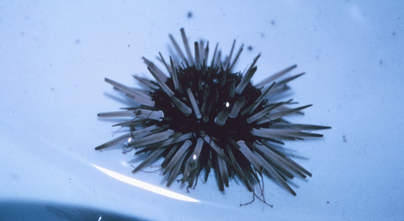 Sea urchin with tube feet visible