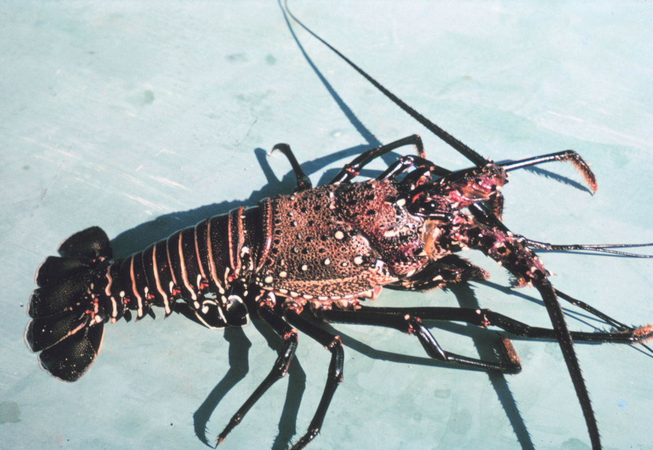 Spiny lobster (Panulirus sp