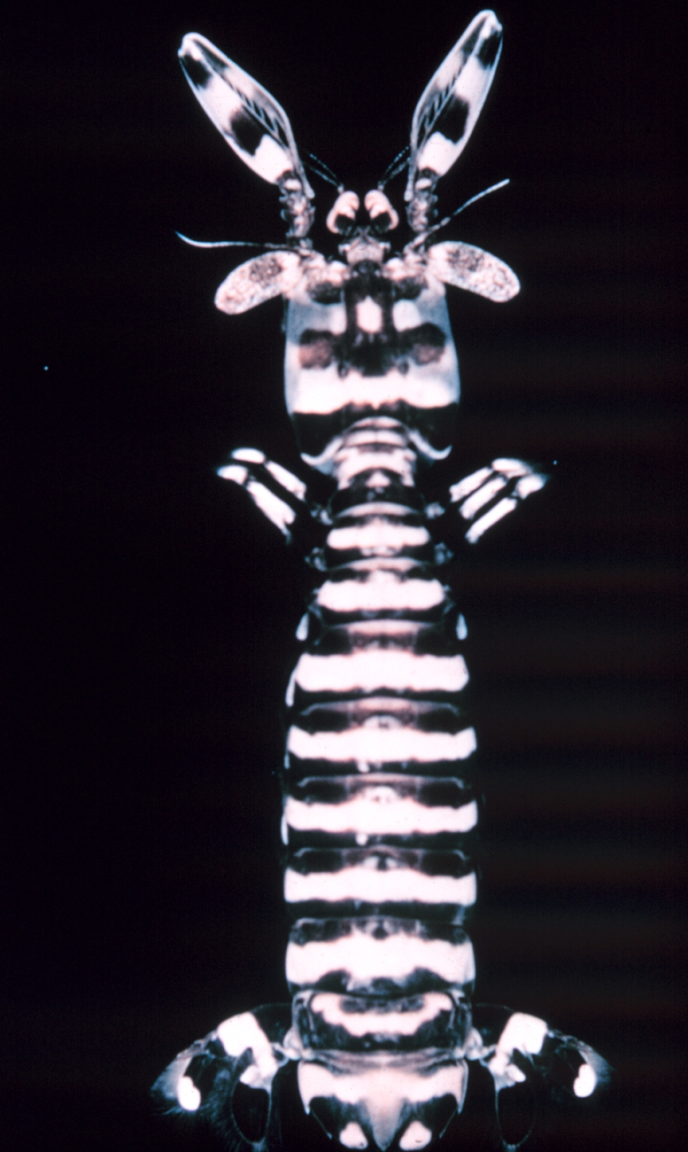 Mantis shrimp (Odontodactylus Scyllarus)