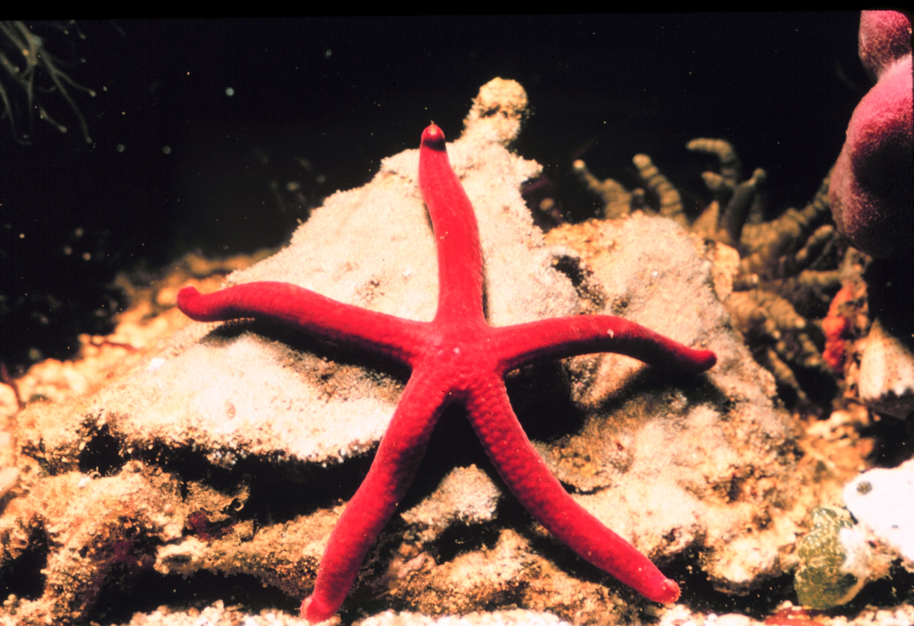 A bright red starfish