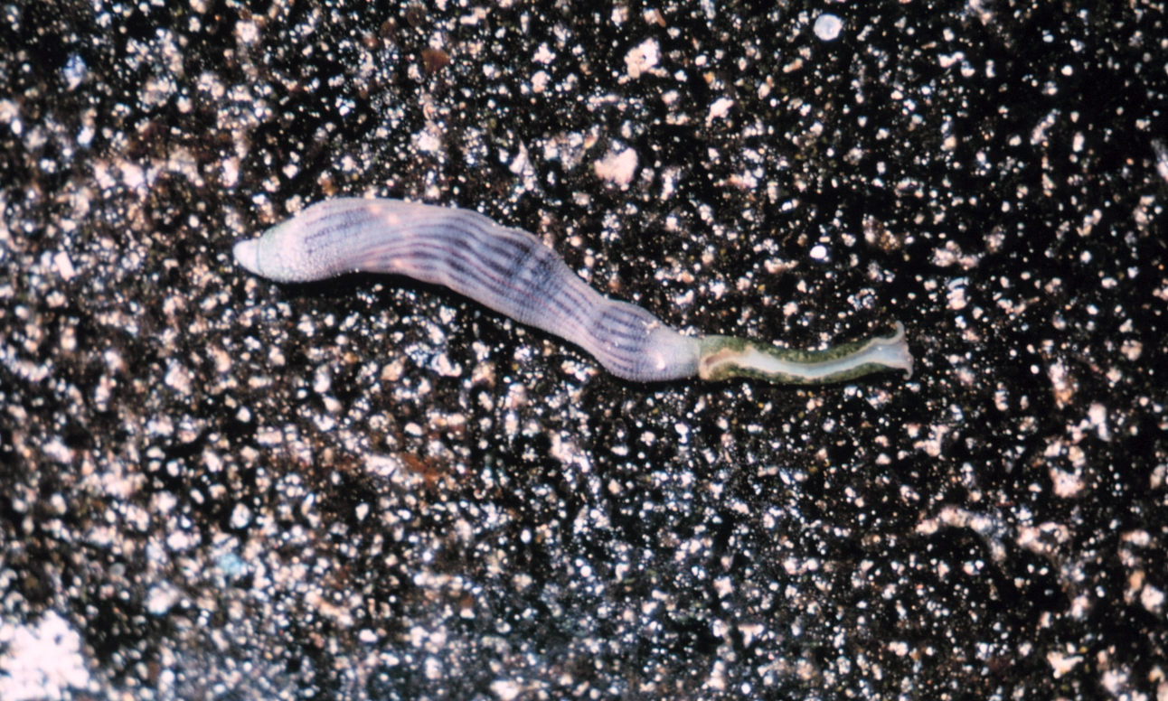 Sipunculid peanut worm