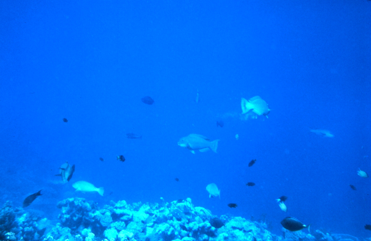 Reef scene with parrotfish in the center
