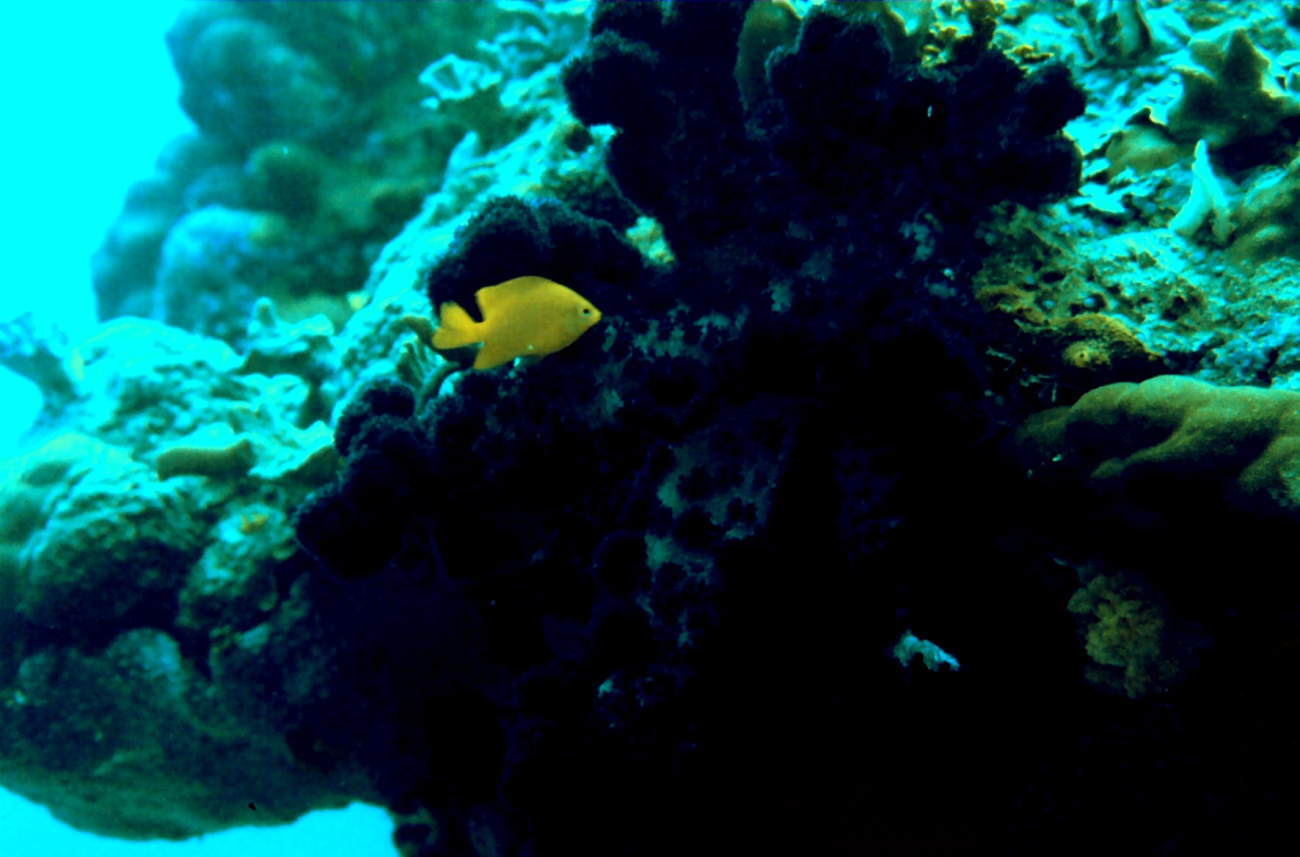 Yellow chromis (Chromis analis) and soft coral