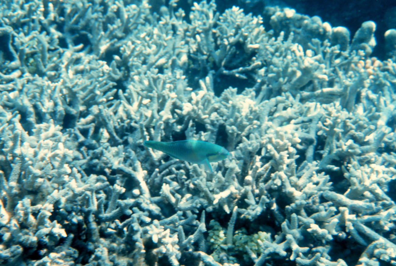 Parrotfish and coral