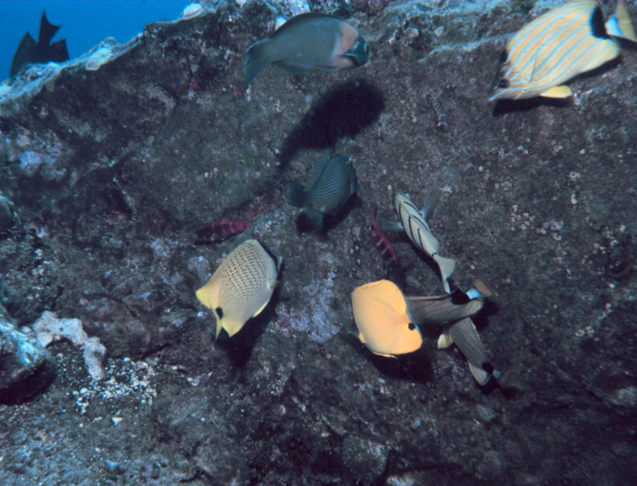 Variety of reef fish including bluestriped butterflyfish in upper right