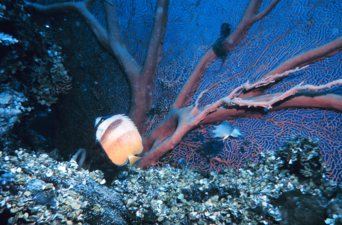 Butterfly fish and seafan