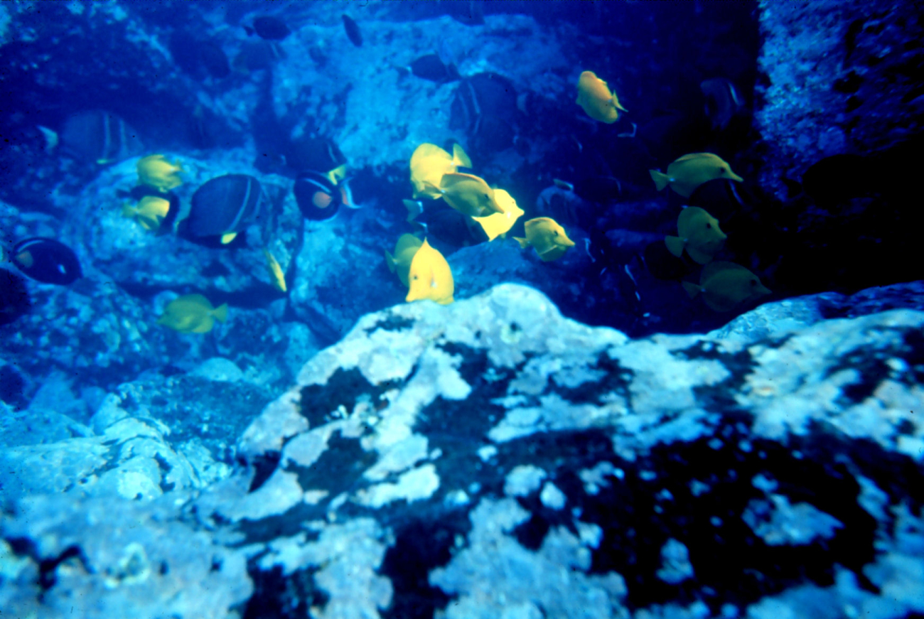 Scene dominated by yellow tang (Zebrasoma flavescens)