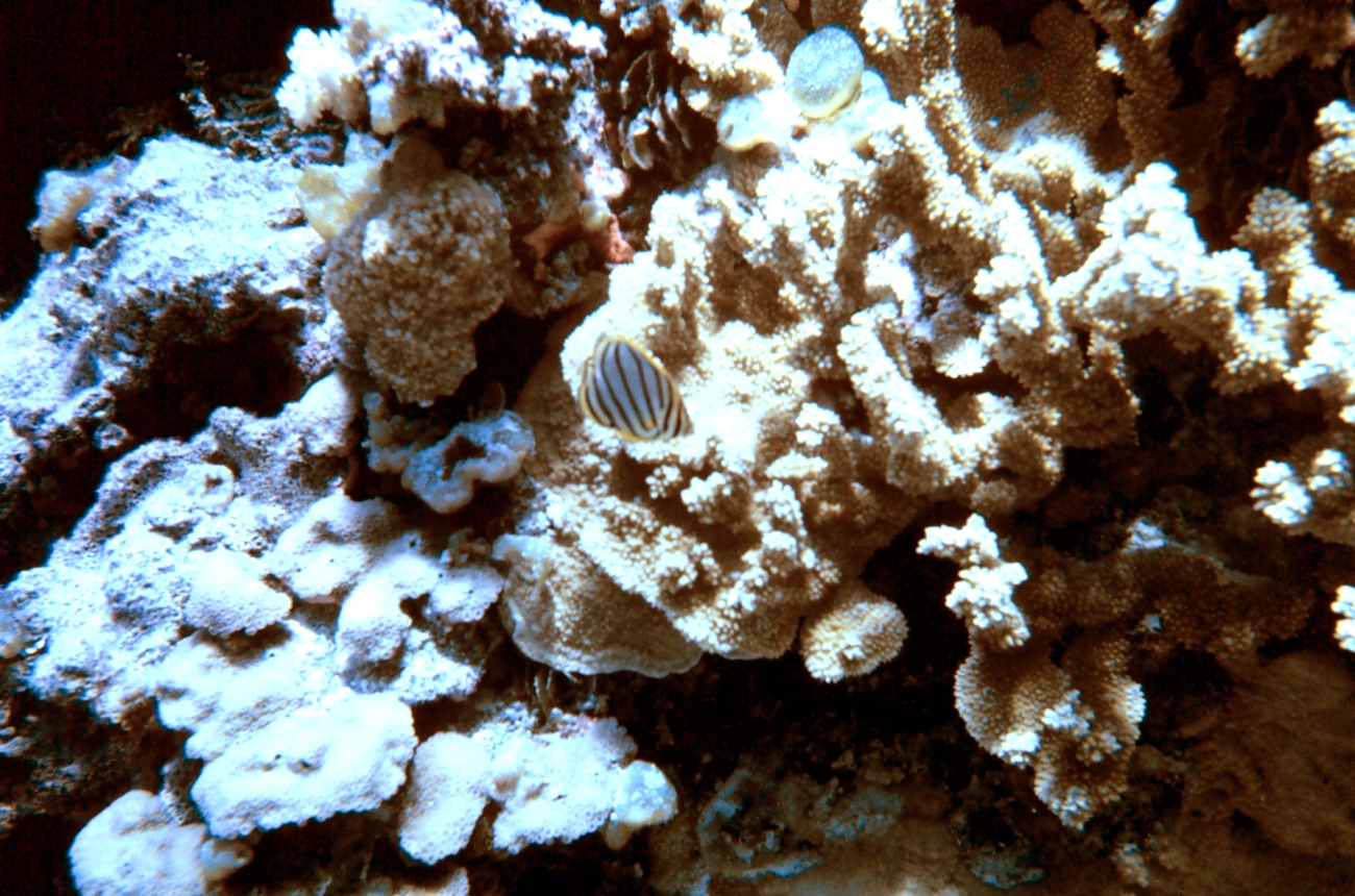 Meyer's butterflyfish (Chaetodon meyeri)