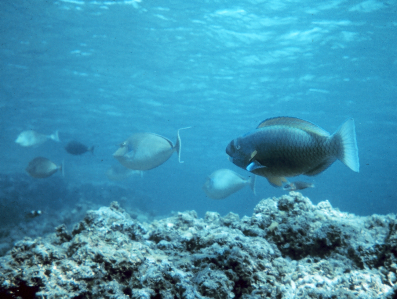 Parrotfish and triggerfish