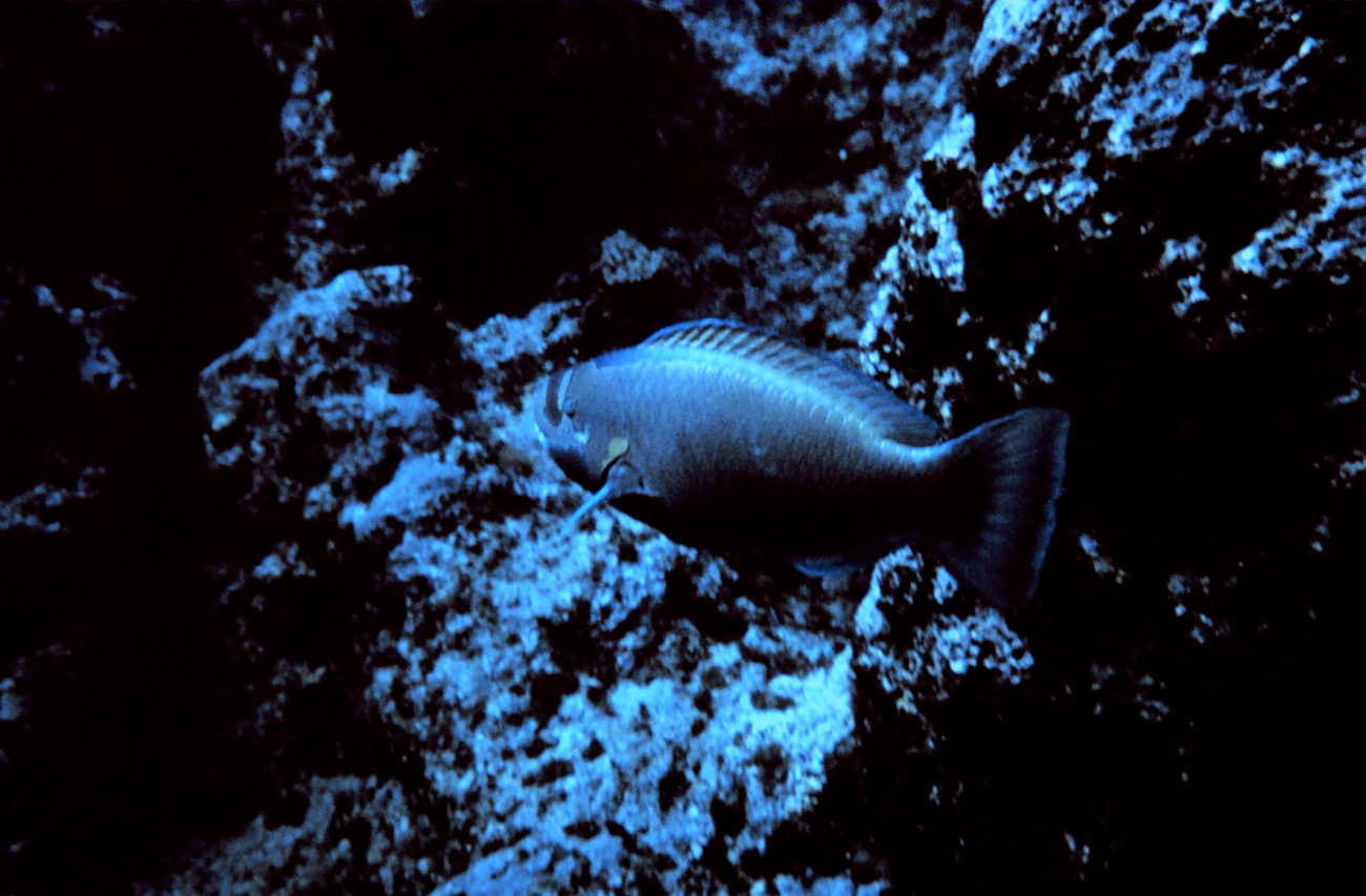 Parrotfish (sp?)